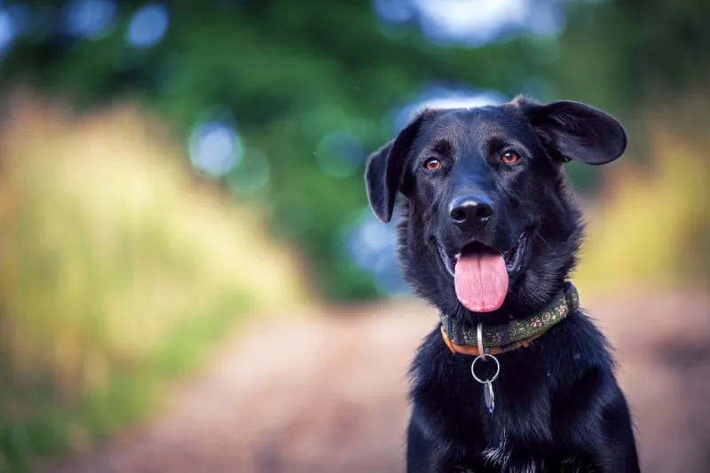 Costs of Owning a Dog