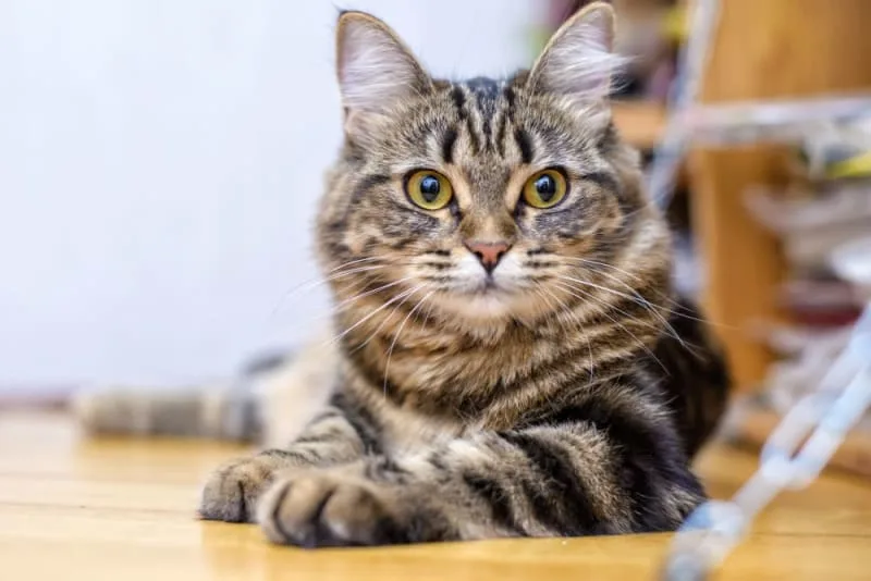 All About Neosporin in Treating Eye Infection in Cats
