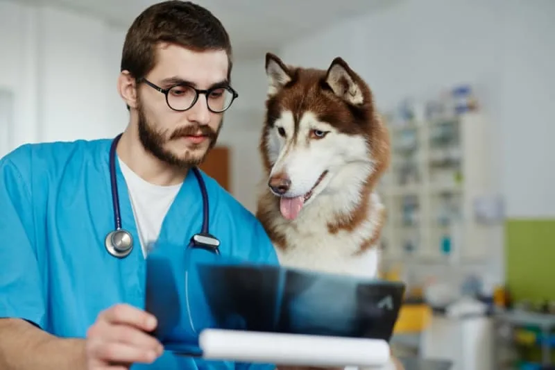 X-Rays & CT Scans for Cats & Dogs