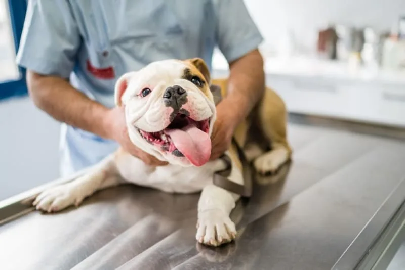 Routine Vet Exams: Why Are Regular Veterinary Checkups Important?