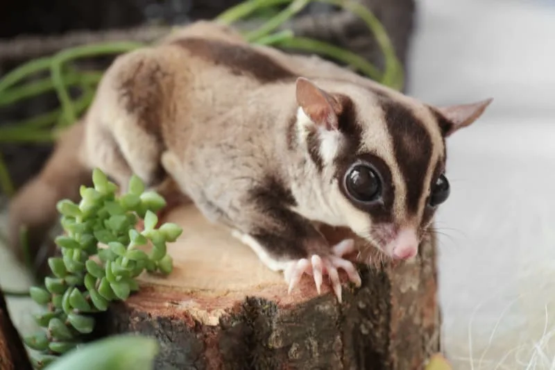 Sugar Gliders as Pets