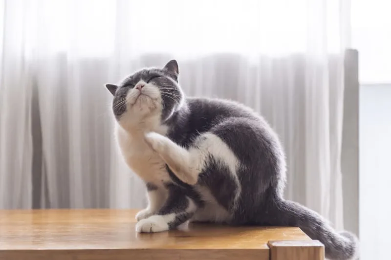Cat Skin Allergies: Symptoms & Treatments