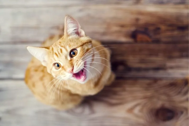 Why Does My Cat's Breath Smell Bad?