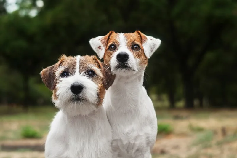 First Aid for Dog Wound Care