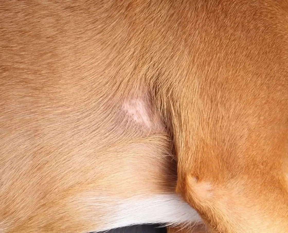 Close-up of a dog’s skin showing a small, hairless patch of pale pink skin with faint horizontal marks, beside a skin fold and a patch of white fur at the bottom edge.