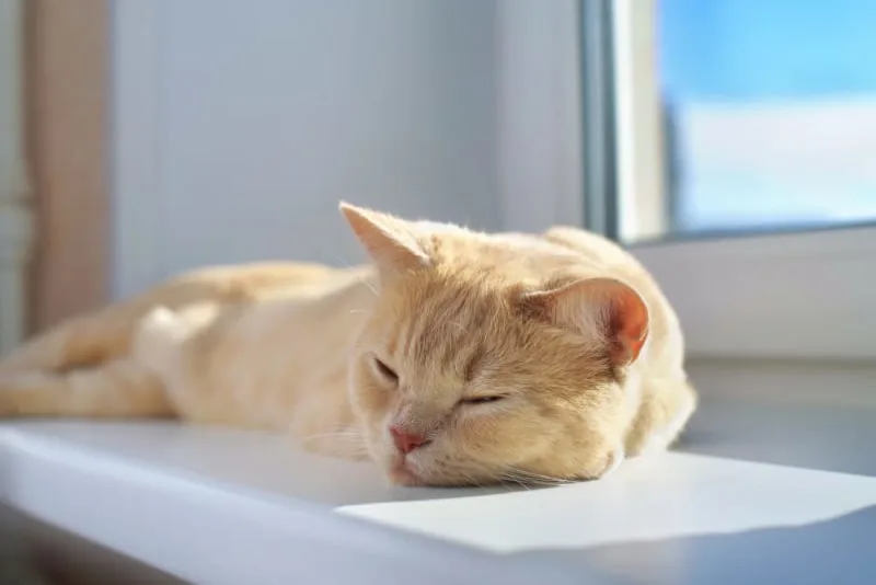 Heatstroke in Cats