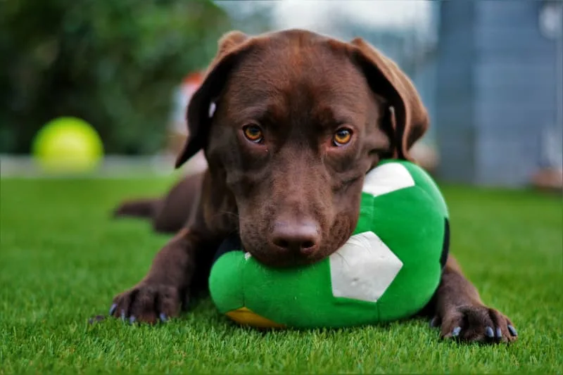 How to Prepare Your Dog for Medical Boarding