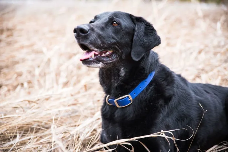 What to Expect: Blood Tests For Dogs