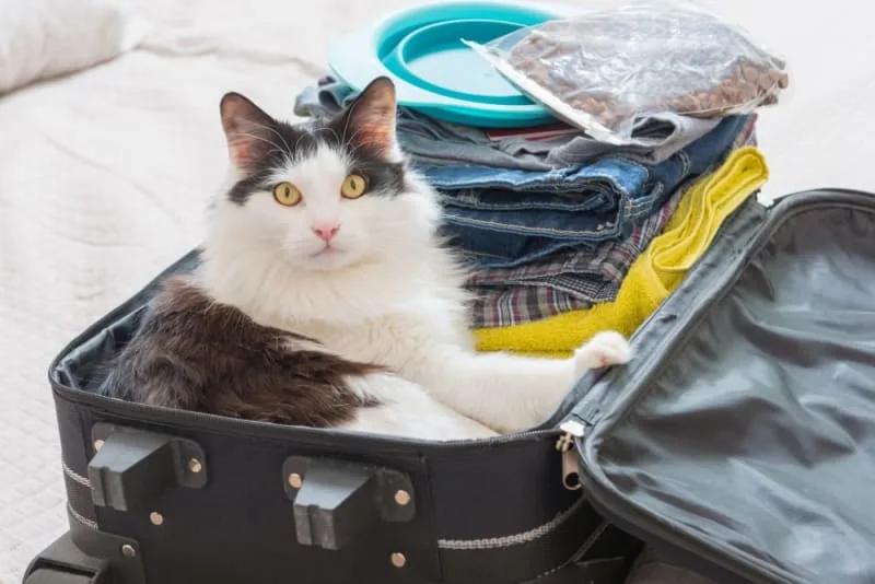 How to Travel With a Cat: Tips for a Low-Stress Trip
