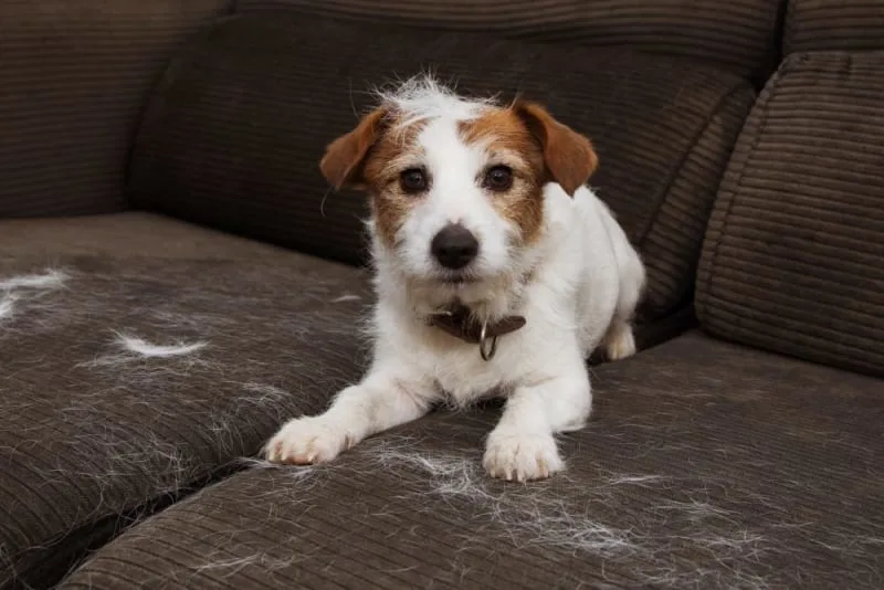 Why is my dog losing hair?