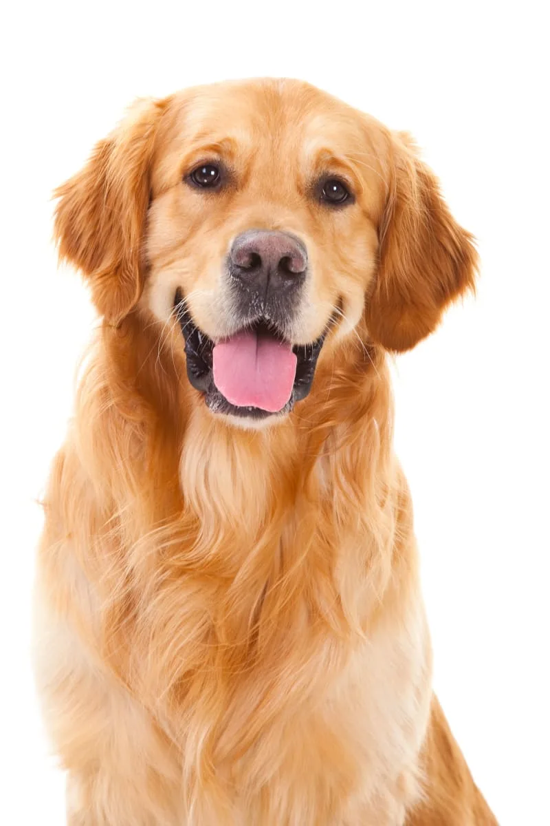 The Best Dogs for Kids