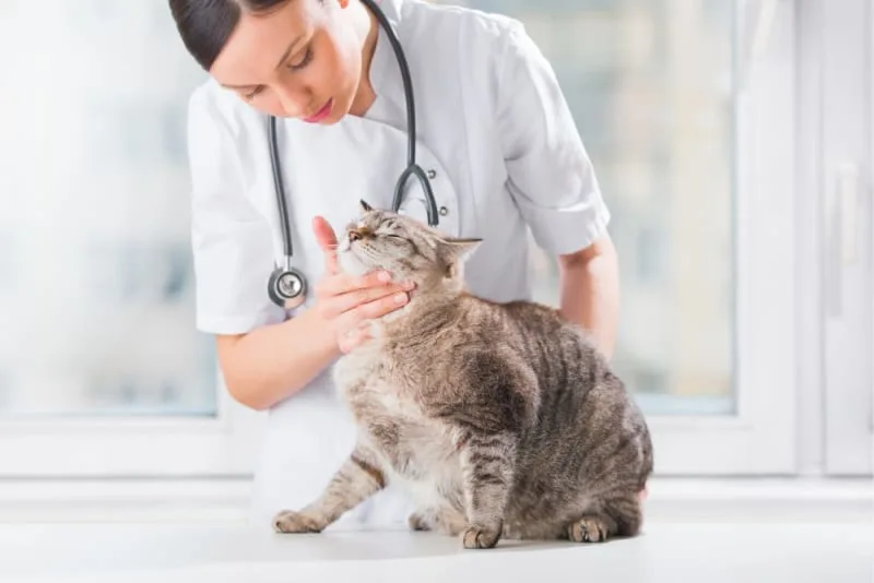 Cancer in Cats