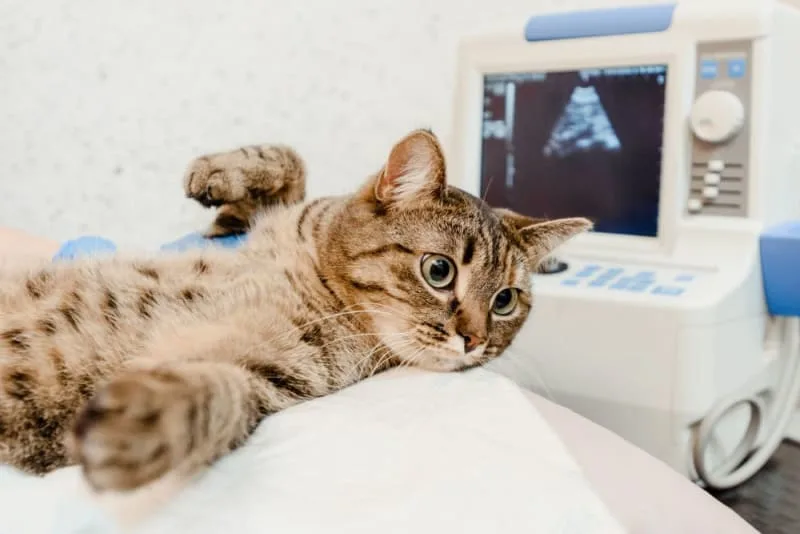 Diagnostic Imaging for Your Cat or Dog