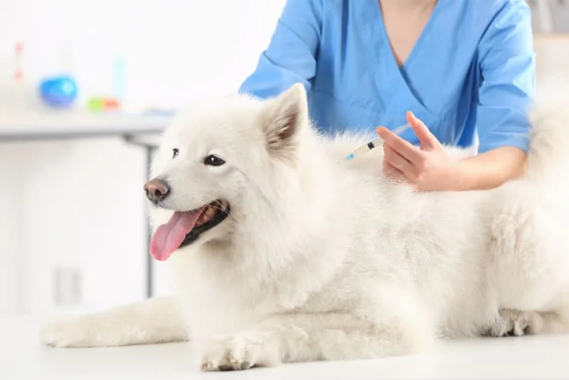 Does My Dog Need a Rabies Vaccine Every Year?