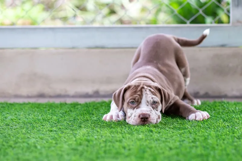 Tips & Dog Training Advice for New Pet Parents
