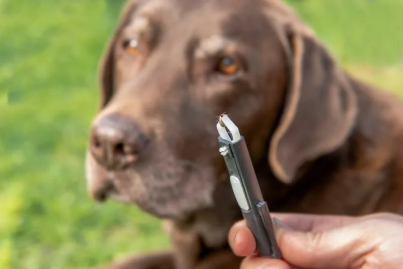 The Symptoms of Ehrlichiosis in Dogs