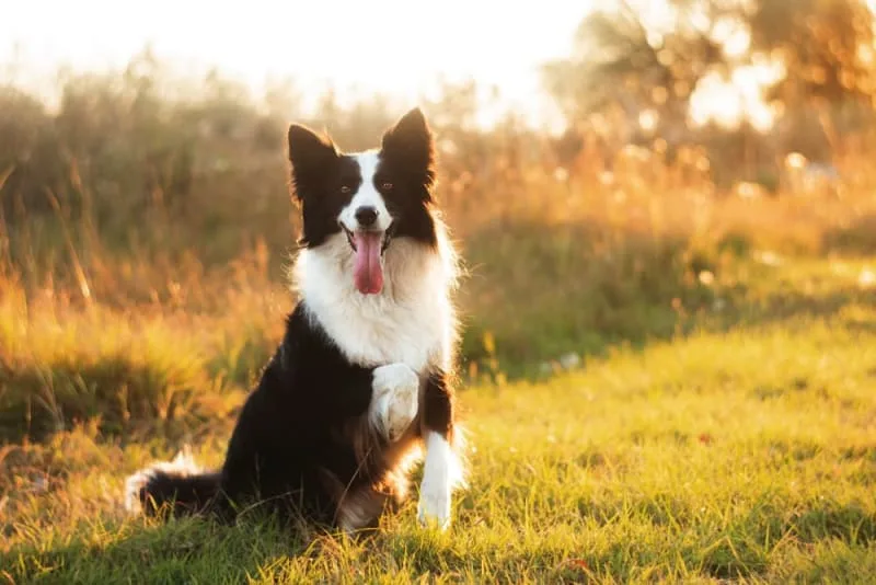 Hookworm in Dogs: Signs, Treatment & Prevention