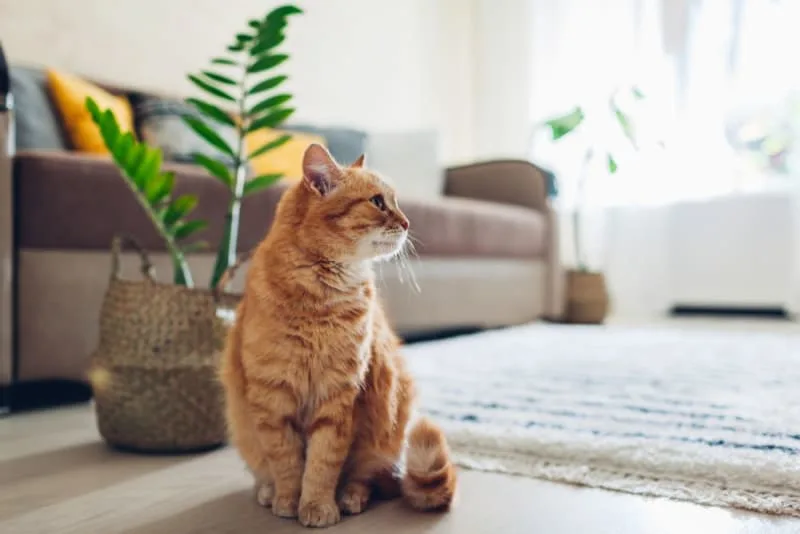 Where Can I Leave My Cat While On Vacation?