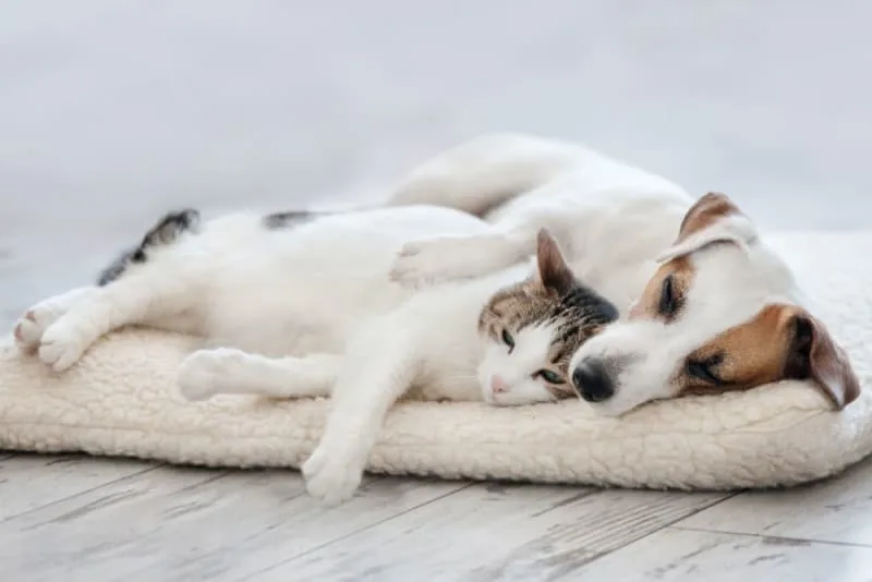How Long Does Spaying Take?
