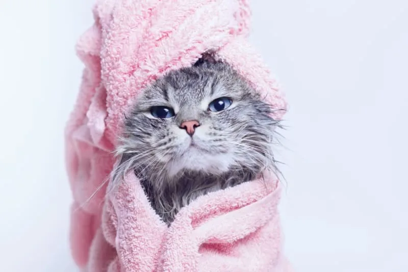 How To Bathe A Cat
