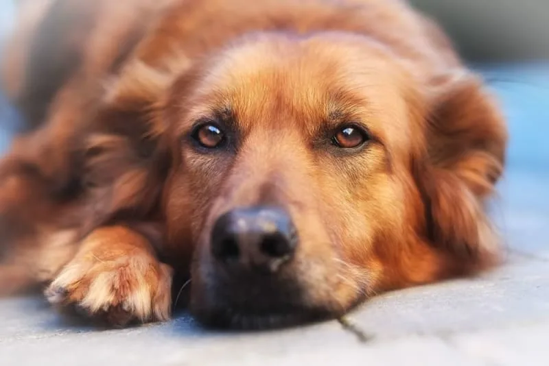 Dog Ringworm: What Does Ringworm Look Like on a Dog?