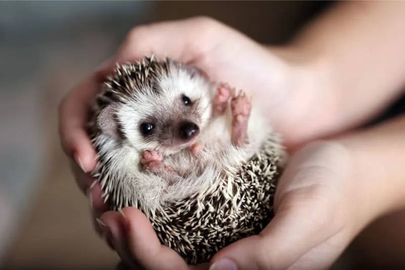 Things to Consider Before Getting an Exotic Pet