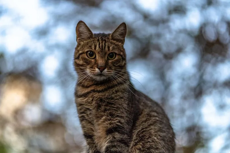 Urinary Tract Infection Recovery for Cats