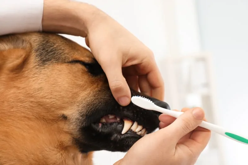 Signs Your Dog Requires A Dental Cleaning