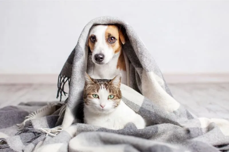 Why does my pet need a urinalysis?