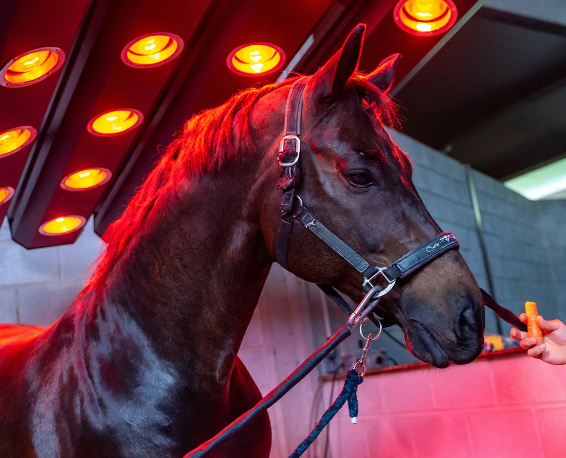 horse getting red light therapy