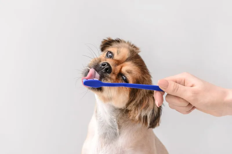 How To Prevent Periodontal Disease in Dogs