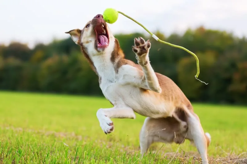 ACL (CCL) Surgery for Dogs
