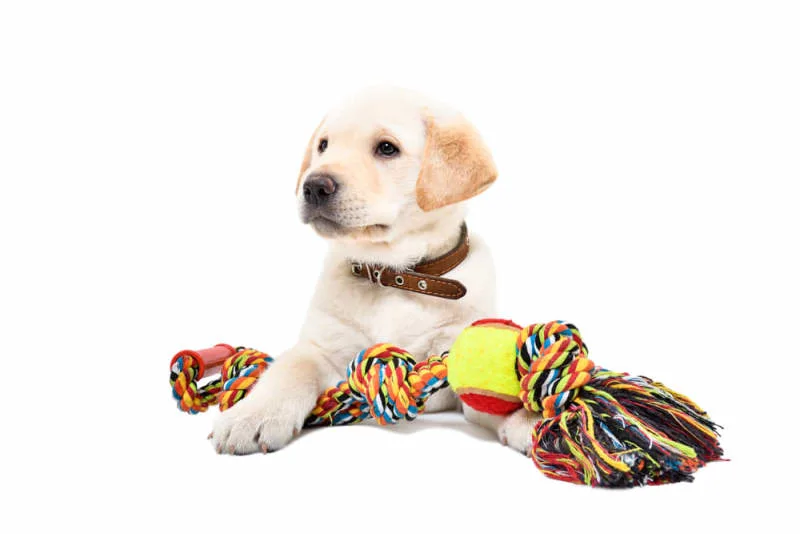 Teething in Puppies: Tips & Tricks