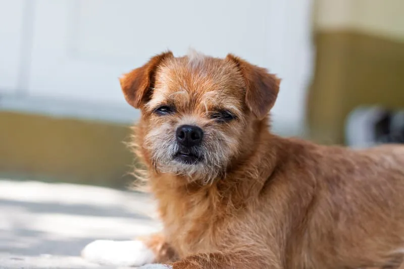 At What Age Is A Dog Considered Senior?