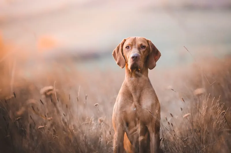 Constipation in Dogs