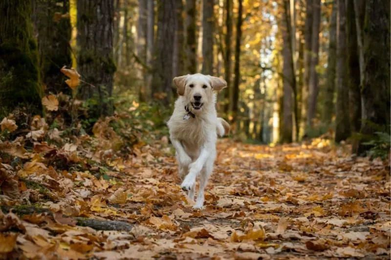 Chronic Pain Conditions in Dogs