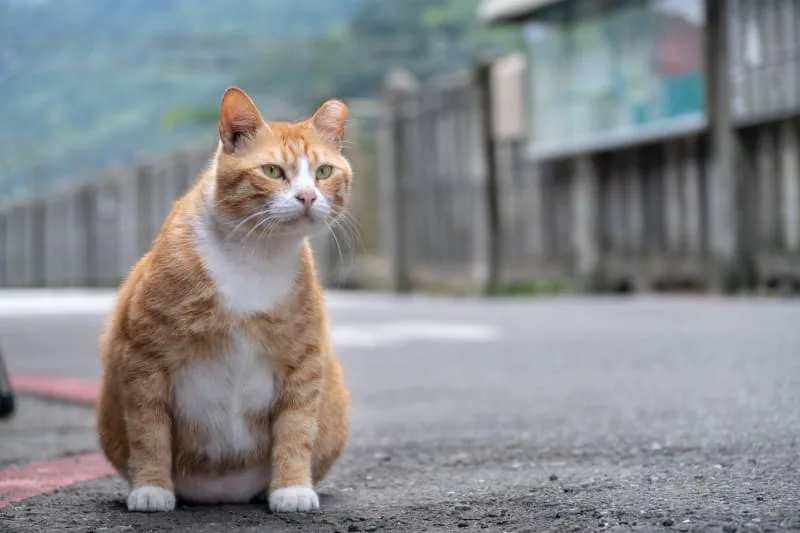 What You Need to Know About Cat Diabetes Treatment