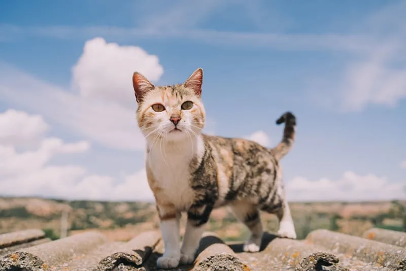 Is microchipping a cat a good idea?