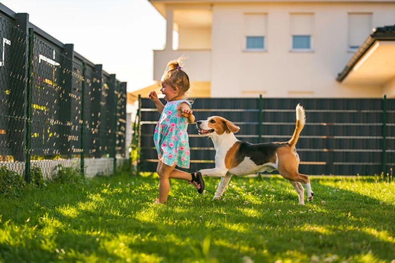 Best Small Family Dogs