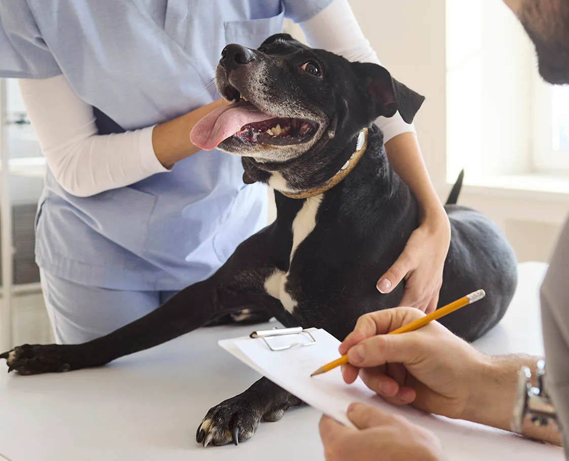 dog with technician and veterinarian taking notes