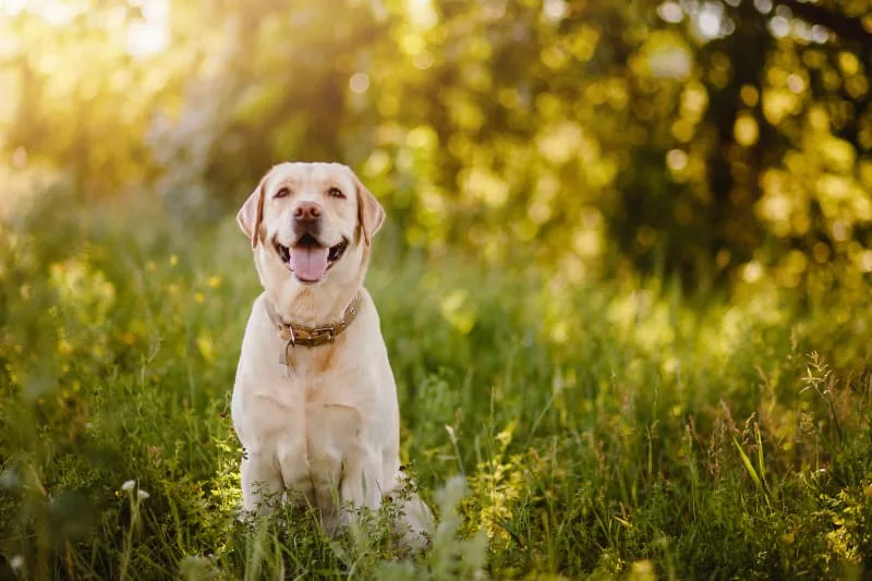 The Symptoms of Rocky Mountain Spotted Fever in Dogs
