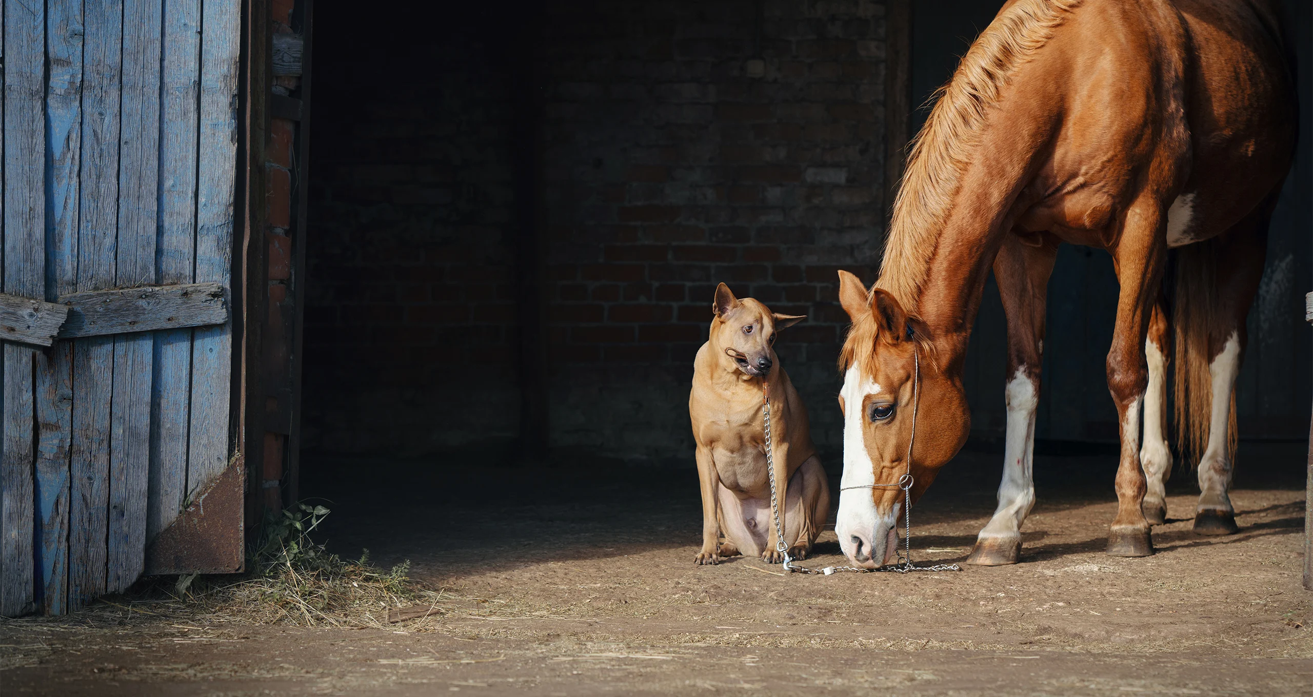 h dog with leash in mouth attached to grazing horse