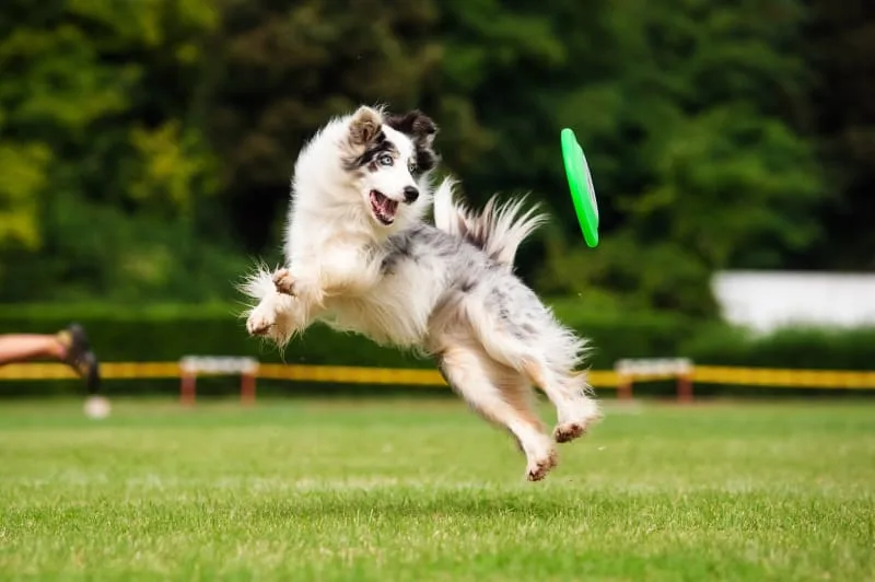 Common Cause of Diarrhea in Dogs & How to Stop it