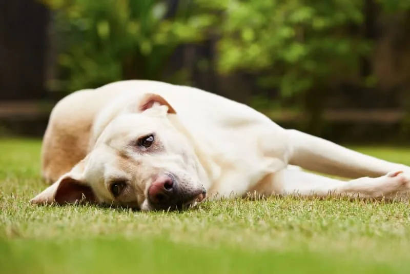 Chronic Pain Conditions in Dogs