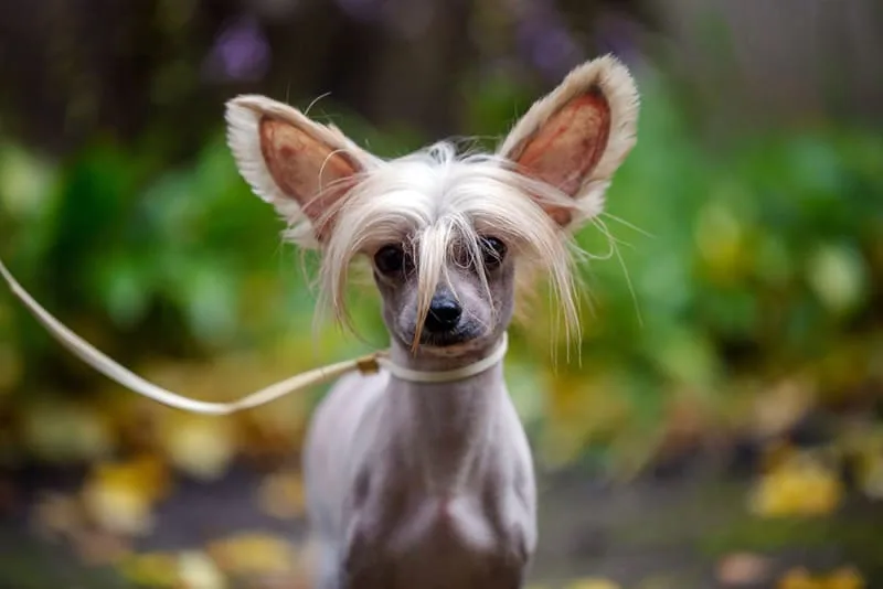 The Best Dog Food for Small Dogs