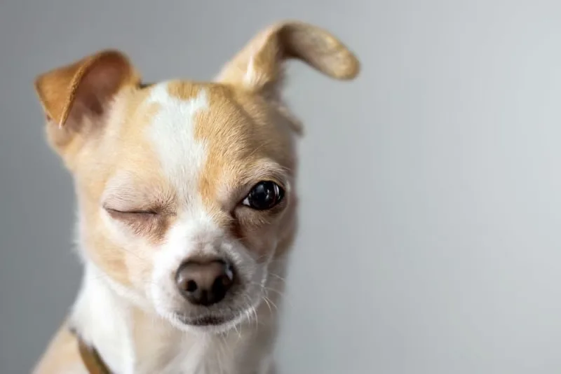 Dog Vision Problems: Blindness Symptoms & When to Seek Treatment