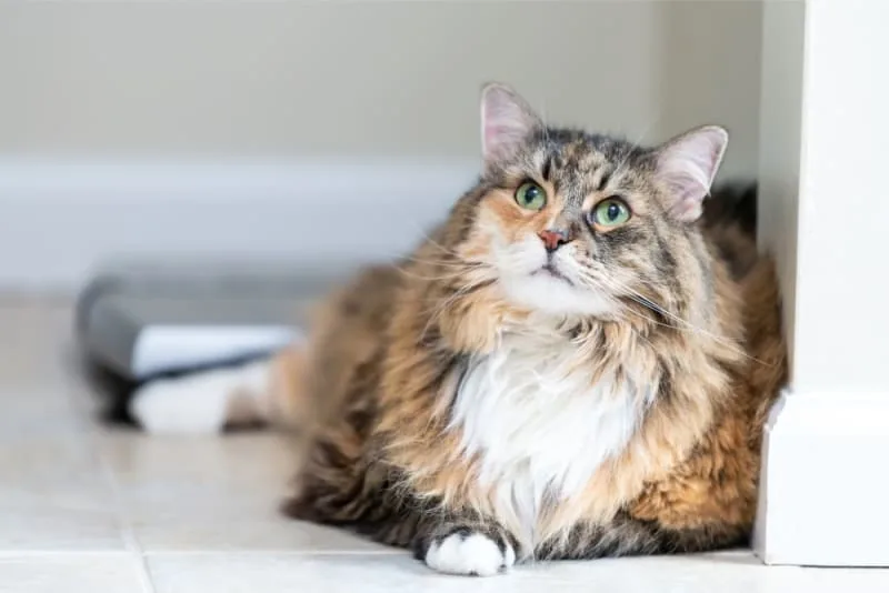 Aging cats: When Is a Cat Considered a Senior?