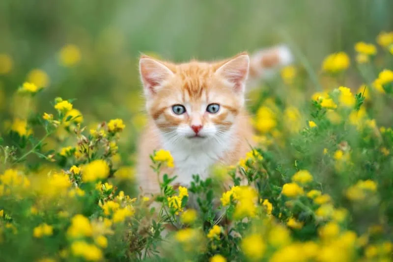 What is the FVRCP cat vaccine?