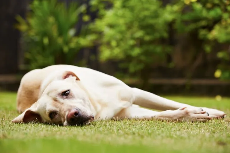 Intestinal Blockage Surgery for Dogs