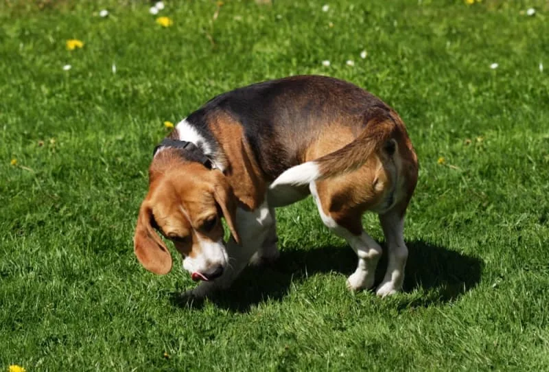 Constipation in Dogs: Causes, Symptoms & Treatment